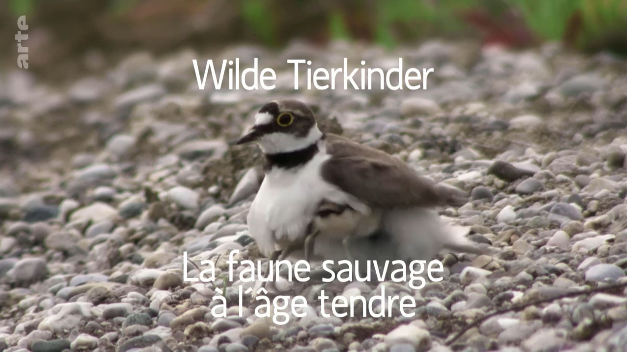 Wilde Tierkinder (2020)